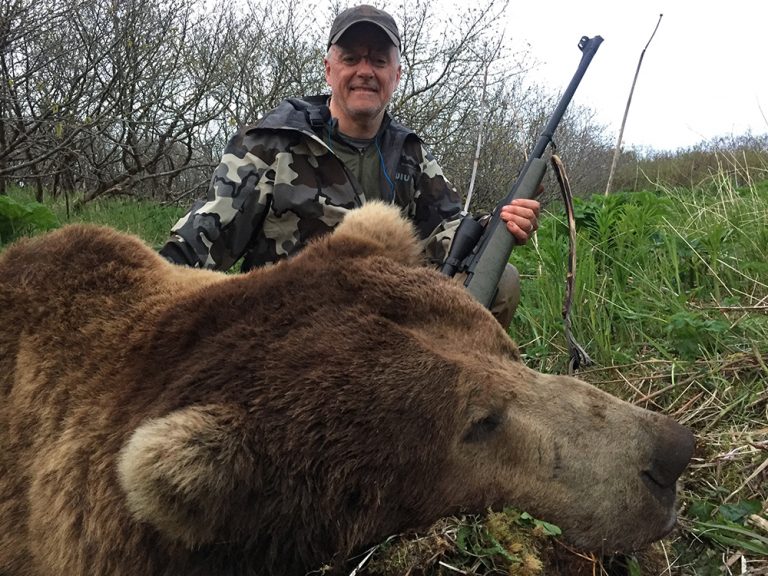 Brown Bear Hunts Game Trails Alaska
